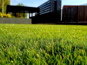 Lawn Care Myths Debunked: Expert Tips for Homeowners